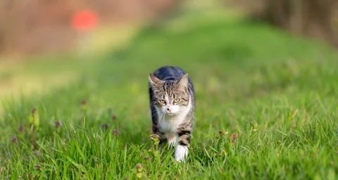 Young cat with tiger pattern fur on a green grass Stock Photos