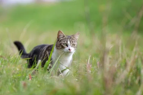 Young cat with tiger pattern fur on a green grass Stock Photos