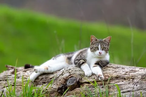Young cat with tiger pattern fur on a green grass Stock Photos