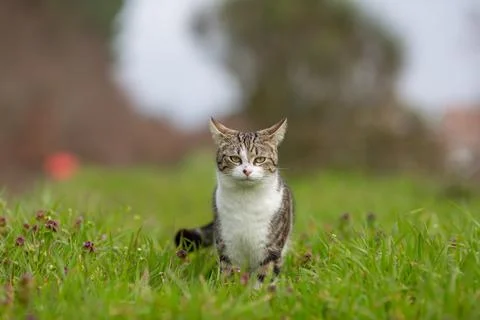 Young cat with tiger pattern fur on a green grass Stock Photos