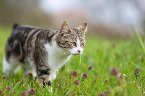 Young cat with tiger pattern fur on a green grass Stock Photos