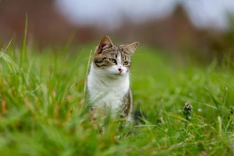 Young cat with tiger pattern fur on a green grass Stock Photos