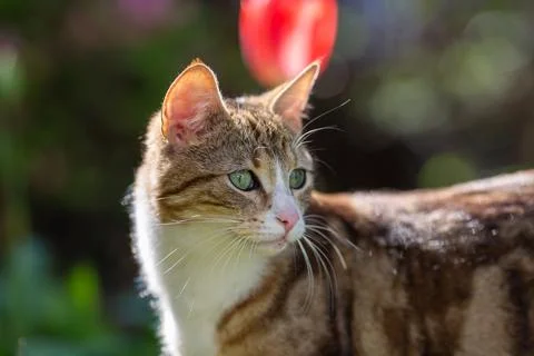 Young cat with tiger pattern fur on a green grass Stock Photos