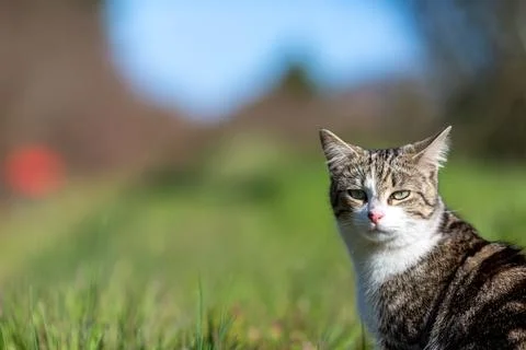 Young cat with tiger pattern fur on a green grass Foto stock