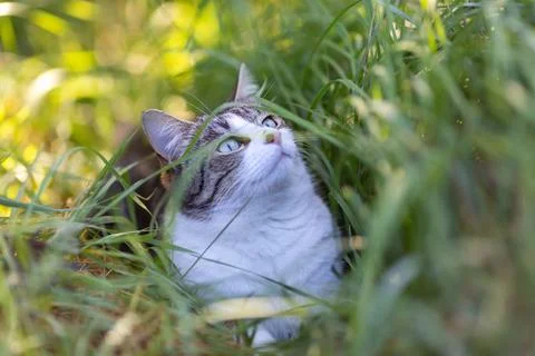 Young cat with tiger pattern fur on a green grass Stock Photos