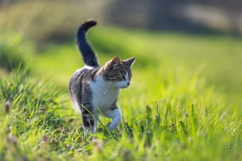 Young cat with tiger pattern fur on a green grass Stock Photos