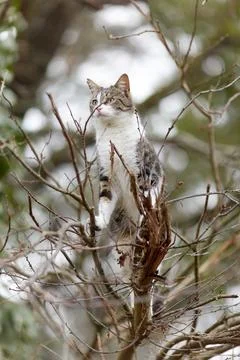 Young cat with tiger pattern fur on a green grass Stock Photos
