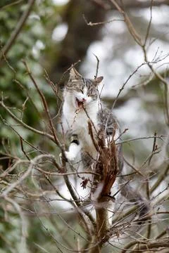 Young cat with tiger pattern fur on a green grass Stock Photos