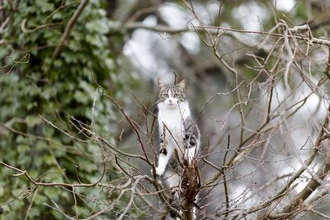 Young cat with tiger pattern fur on a green grass Stock Photos