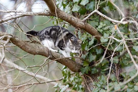 Young cat with tiger pattern fur on a green grass Stock Photos