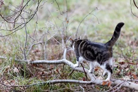 Young cat with tiger pattern fur on a green grass Stock Photos