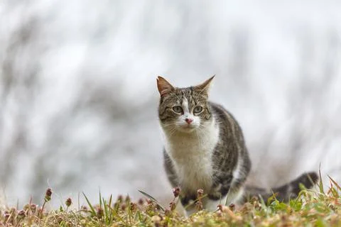 Young cat with tiger pattern fur on a green grass Stock Photos