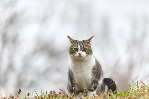 Young cat with tiger pattern fur on a green grass Stock Photos