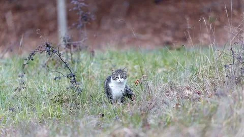 Young cat with tiger pattern fur on a green grass Stock Photos