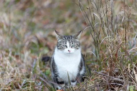 Young cat with tiger pattern fur on a green grass Stock Photos