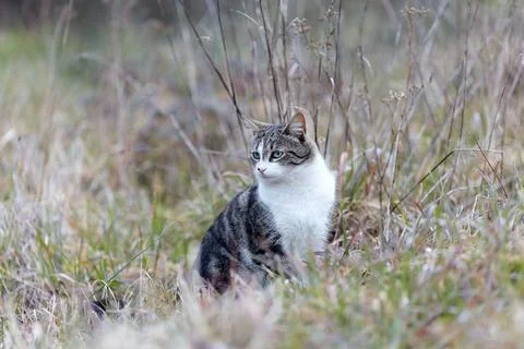 Young cat with tiger pattern fur on a green grass Stock Photos