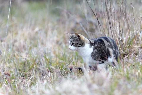 Young cat with tiger pattern fur on a green grass Stock Photos
