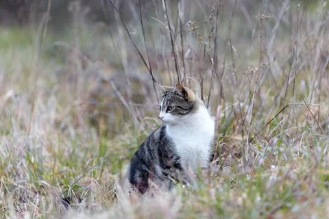 Young cat with tiger pattern fur on a green grass Stock Photos