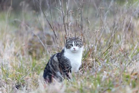 Young cat with tiger pattern fur on a green grass Stock Photos