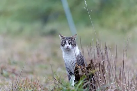 Young cat with tiger pattern fur on a green grass Stock Photos