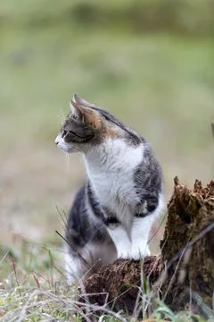Young cat with tiger pattern fur on a green grass Foto stock