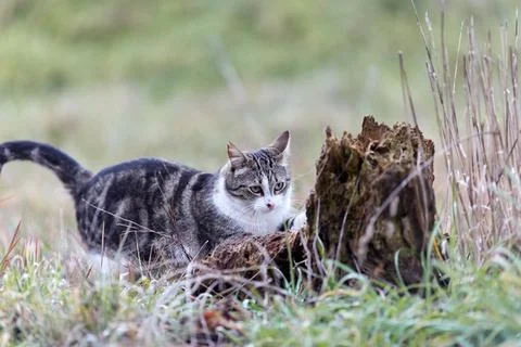 Young cat with tiger pattern fur on a green grass Foto stock