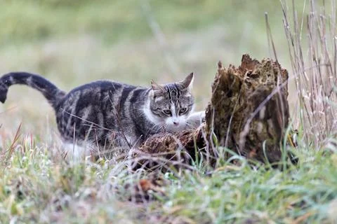 Young cat with tiger pattern fur on a green grass Stock Photos