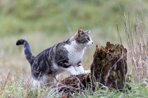Young cat with tiger pattern fur on a green grass Stock Photos