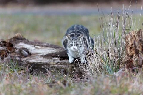 Young cat with tiger pattern fur on a green grass Stock Photos