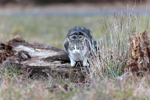 Young cat with tiger pattern fur on a green grass Stock Photos