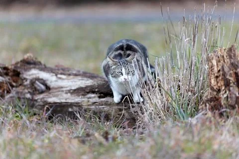 Young cat with tiger pattern fur on a green grass Stock Photos