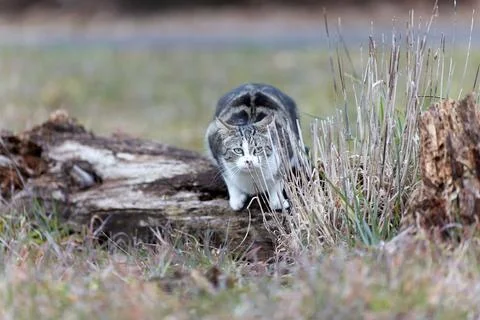 Young cat with tiger pattern fur on a green grass Foto stock