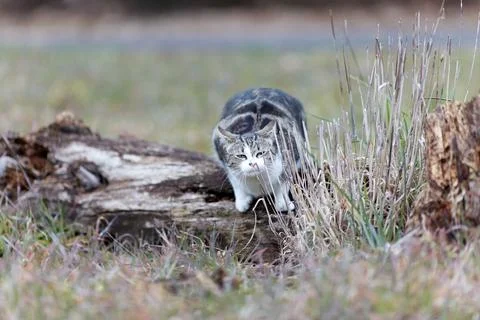 Young cat with tiger pattern fur on a green grass Stock Photos