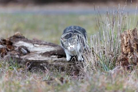 Young cat with tiger pattern fur on a green grass Stock Photos