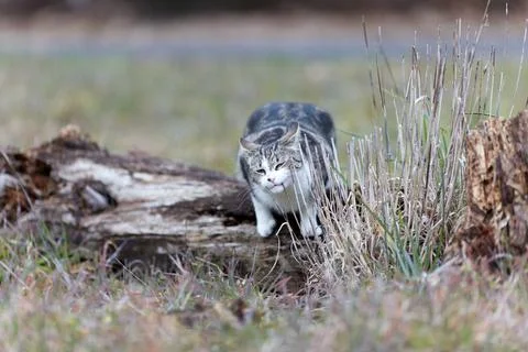 Young cat with tiger pattern fur on a green grass Stock Photos