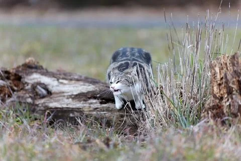 Young cat with tiger pattern fur on a green grass Stock Photos