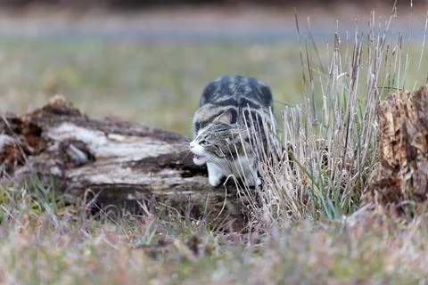 Young cat with tiger pattern fur on a green grass Foto stock