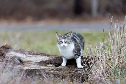 Young cat with tiger pattern fur on a green grass Stock Photos