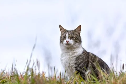 Young cat with tiger pattern fur on a green grass Stock Photos
