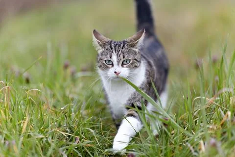 Young cat with tiger pattern fur on a green grass Stock Photos