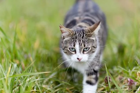 Young cat with tiger pattern fur on a green grass Stock Photos