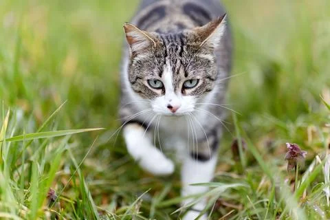 Young cat with tiger pattern fur on a green grass Stock Photos