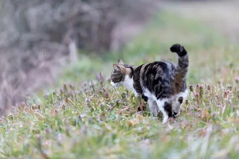 Young cat with tiger pattern fur on a green grass Stock Photos