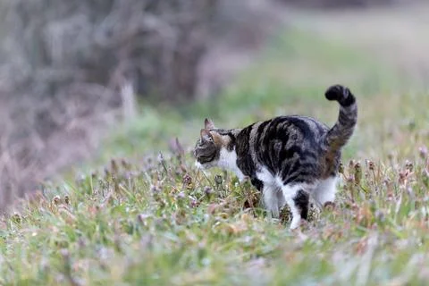 Young cat with tiger pattern fur on a green grass Foto stock
