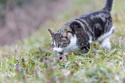 Young cat with tiger pattern fur on a green grass Stock Photos