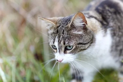 Young cat with tiger pattern fur on a green grass Stock Photos