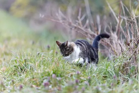 Young cat with tiger pattern fur on a green grass Stock Photos