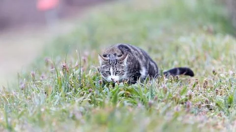 Young cat with tiger pattern fur on a green grass Stock Photos