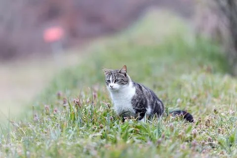 Young cat with tiger pattern fur on a green grass Stock Photos