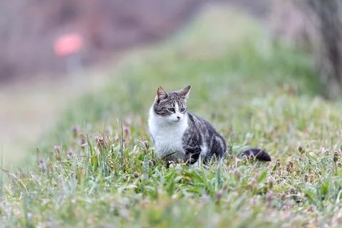 Young cat with tiger pattern fur on a green grass Stock Photos